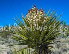 StockMojaveIMG_1665-Edit