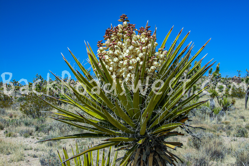 StockMojaveIMG_1665-Edit