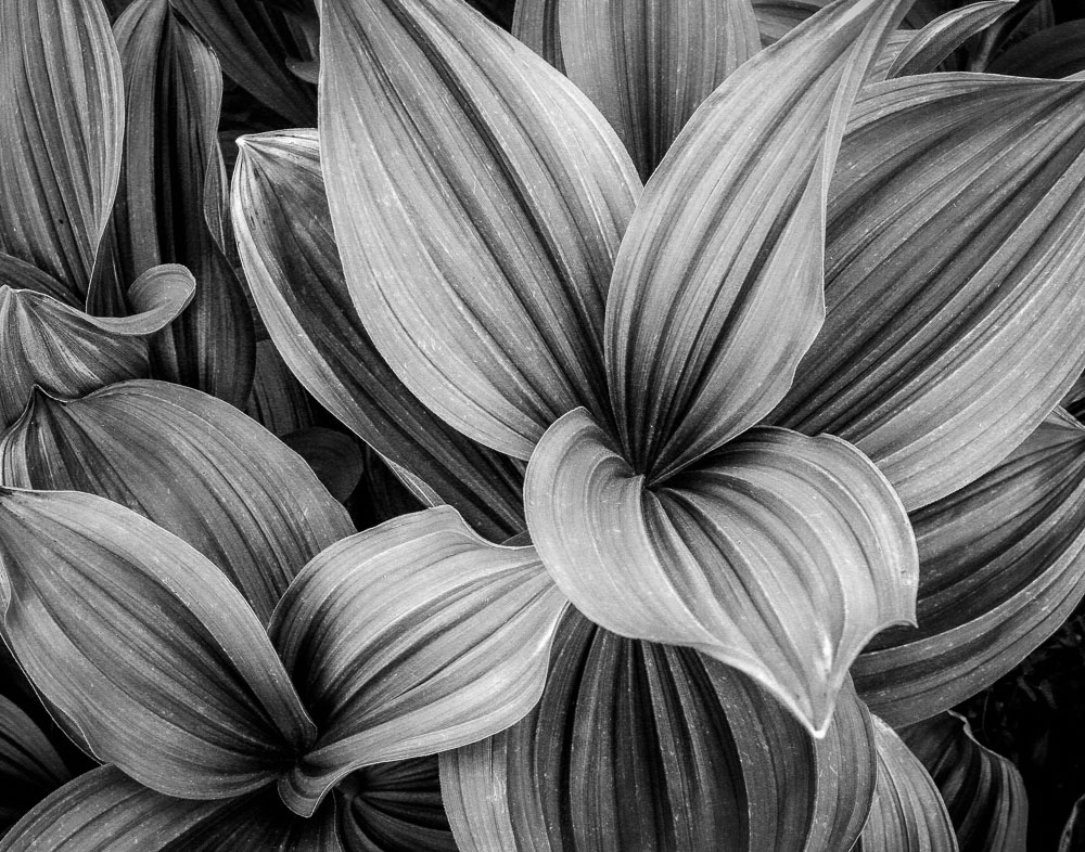 Corn Lily 11x14-ib-IMG_0117-Edit-2-001a