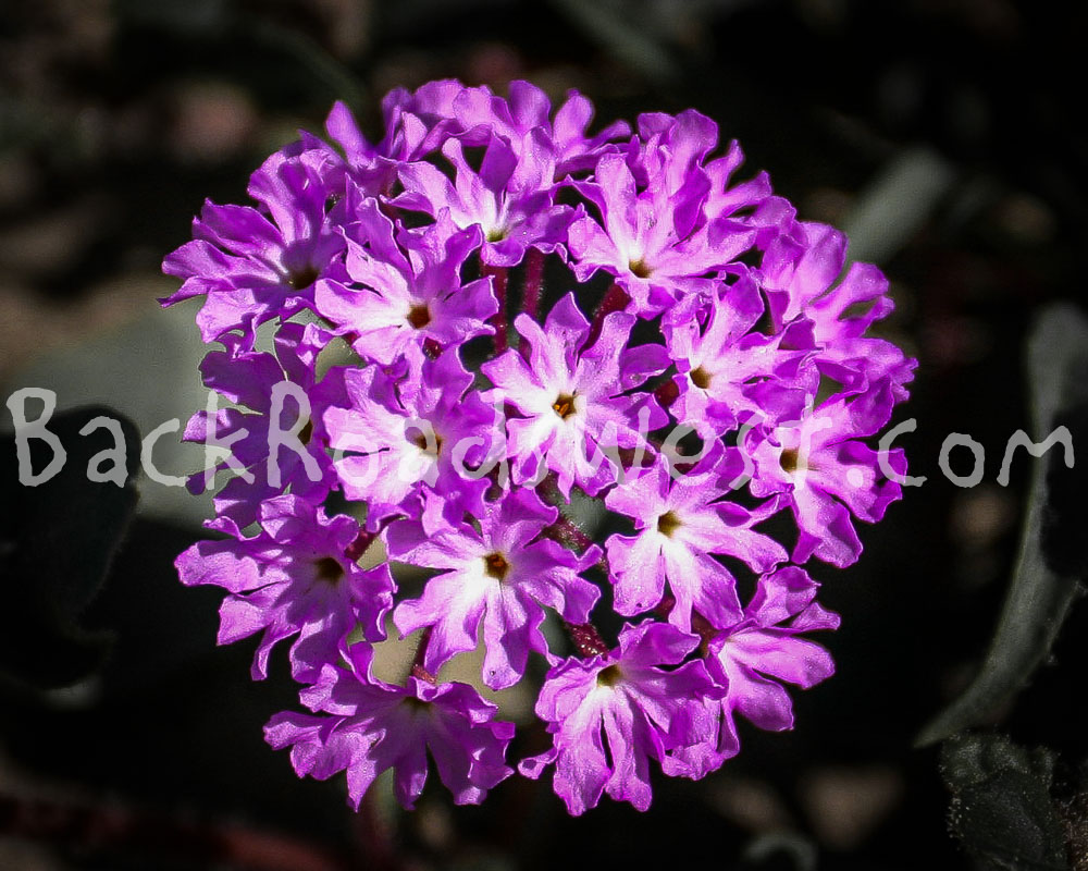 StockFlowers-ib-113_1359-2-003