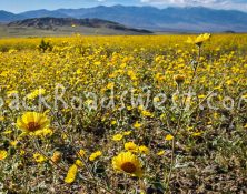 StockFlowers-ib-119_1911-2 5x7-001