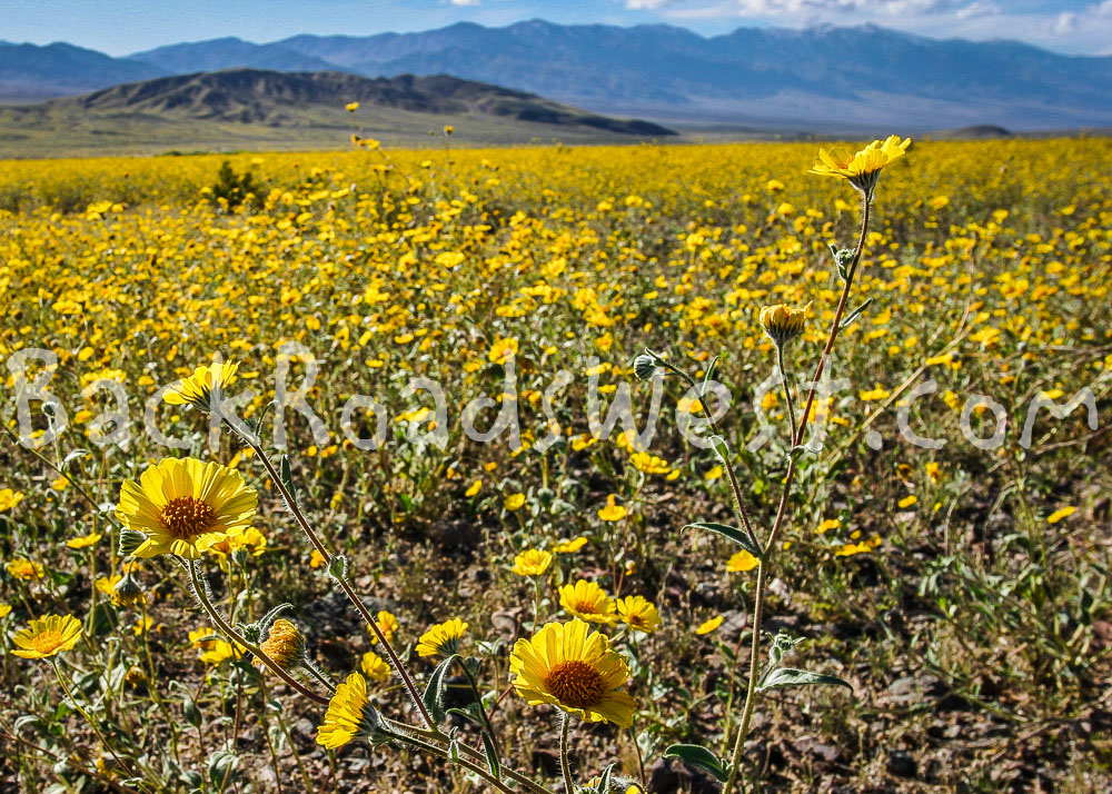 StockFlowers-ib-119_1911-2 5x7-001