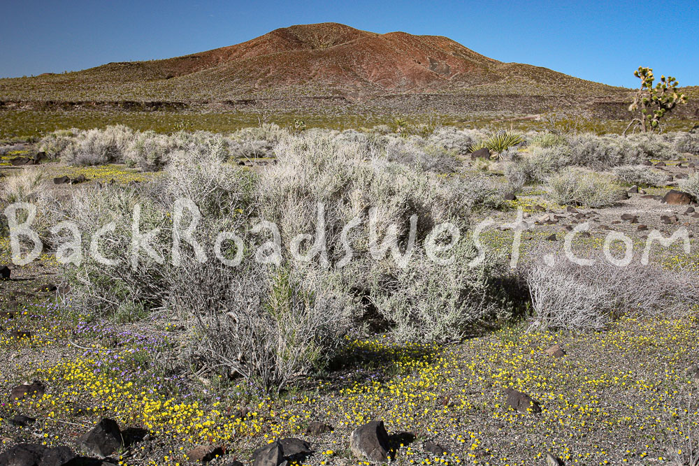 StockMojave-ib-IMG_8025-001