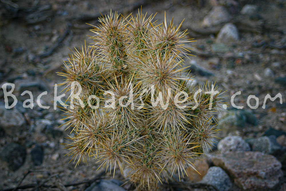 StockCactus-ib-img0028-003