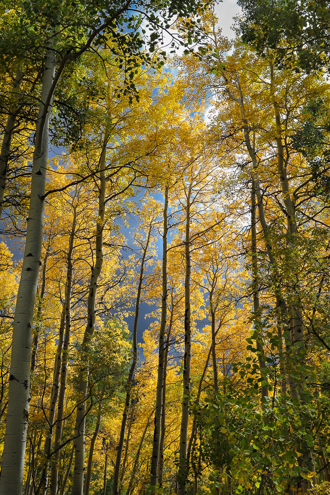 Quiet Aspen Afternoon 2x3-ib-IMG_4760-001